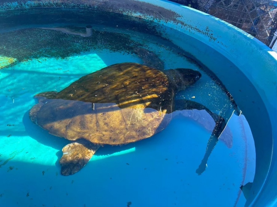 私たちの出発点 ― ウミガメが教えてくれたこと