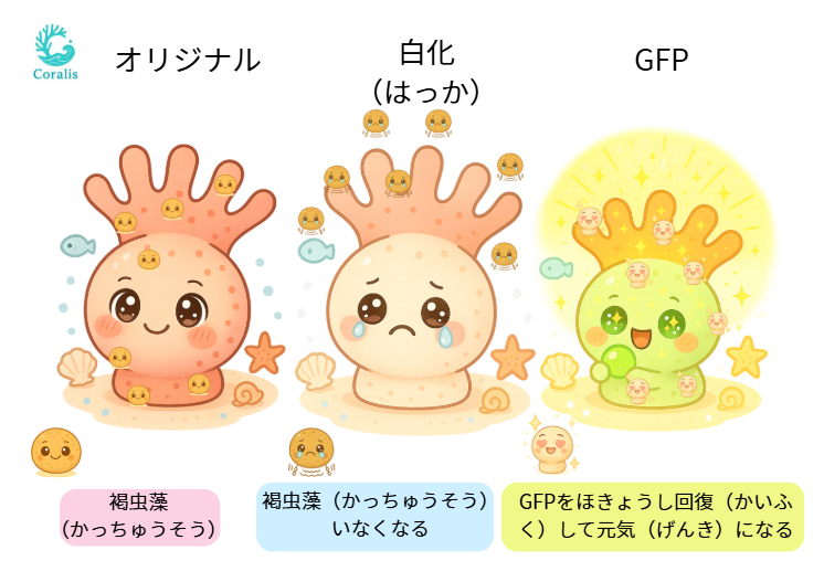 サンゴのパンフレット作成！