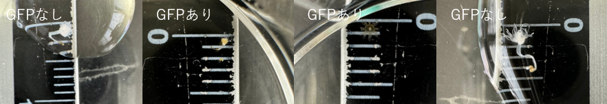 GFP研究③ GFPは白化防止もできる!